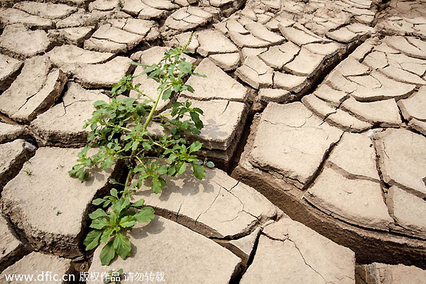 Drought could end 11 years of harvest growth