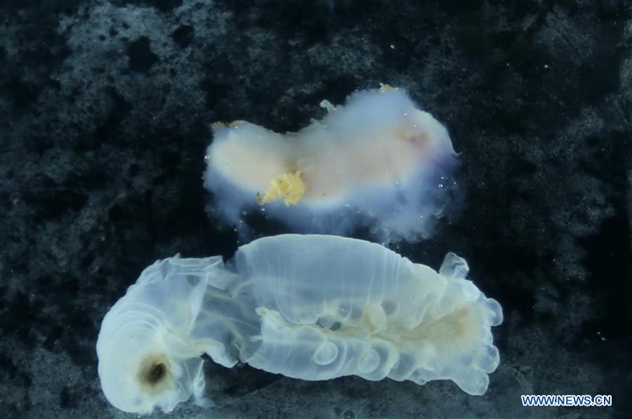 China's manned submersible Jiaolong completes 150th dive