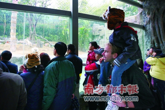 香江野生動物園虎仔賀歲