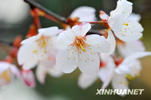 長沙春來早 櫻花露笑顏（圖）