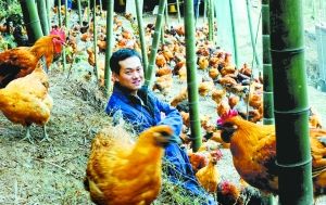 80后創(chuàng)業(yè):不開跑車開長安 海外歸來養(yǎng)土雞 組圖