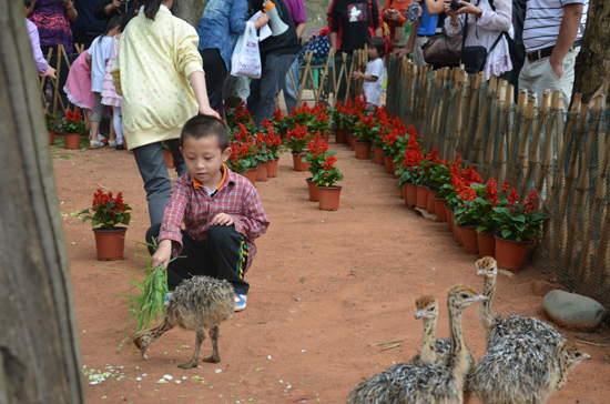 云南野生動(dòng)物園“召開(kāi)”六一活動(dòng)檢閱會(huì)