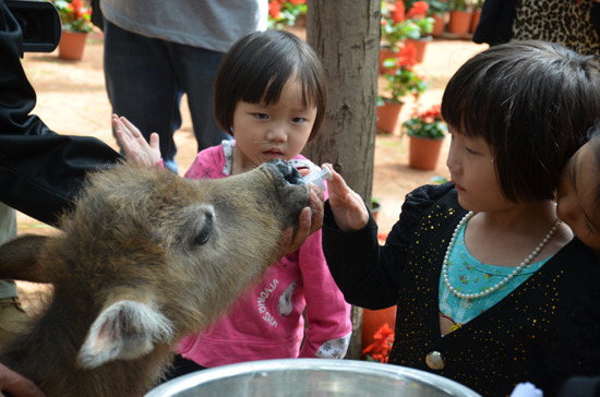 云南野生動(dòng)物園“召開(kāi)”六一活動(dòng)檢閱會(huì)
