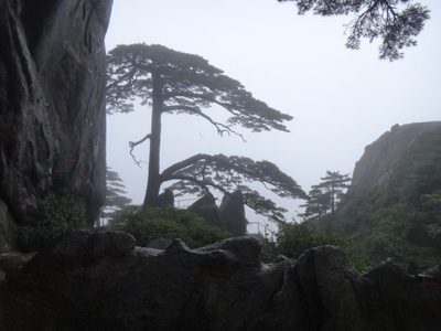 黃山積極應對“海葵” 景區古樹安全無恙
