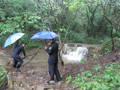 黃山積極應對“海葵” 景區古樹安全無恙
