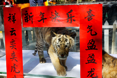 老虎貼春聯(lián) 兔龍辦“交接”云南野生動(dòng)物園動(dòng)物邀您過(guò)大年