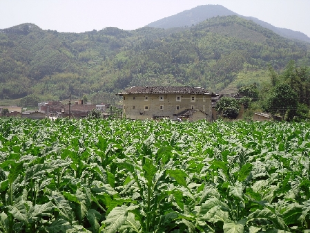 土樓故里 我的家鄉