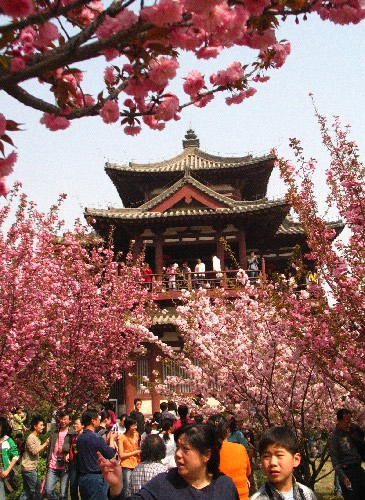 青龍寺櫻花：千年滄桑中那點櫻紅