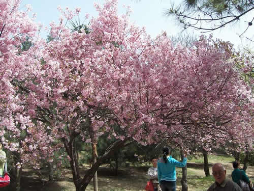 青龍寺櫻花：千年滄桑中那點櫻紅