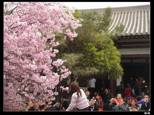 青龍寺櫻花：千年滄桑中那點櫻紅