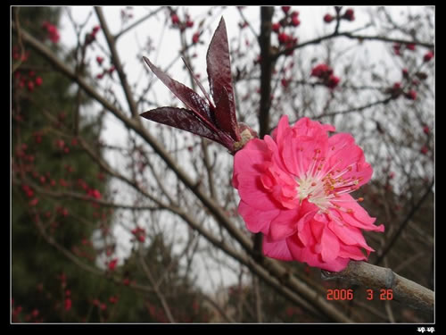 青龍寺櫻花：千年滄桑中那點櫻紅