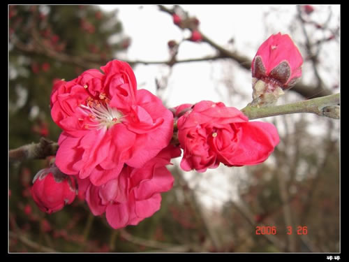 青龍寺櫻花：千年滄桑中那點(diǎn)櫻紅