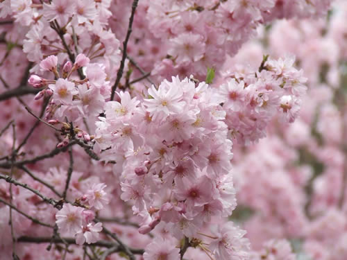 青龍寺櫻花：千年滄桑中那點(diǎn)櫻紅