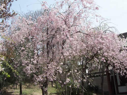 青龍寺櫻花：千年滄桑中那點(diǎn)櫻紅
