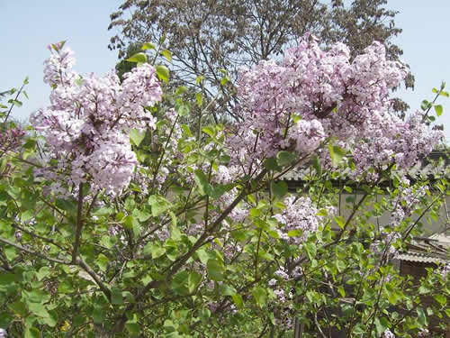 青龍寺櫻花：千年滄桑中那點(diǎn)櫻紅