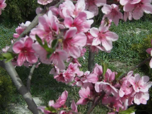青龍寺櫻花：千年滄桑中那點櫻紅