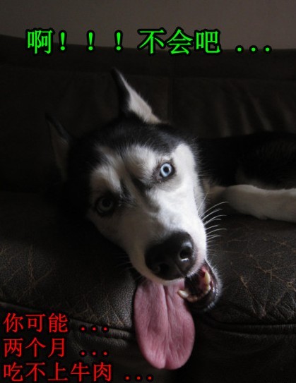 呆萌哈士奇網(wǎng)絡爆紅 囧表情加設計對白笑翻網(wǎng)友