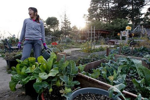 舊金山華裔種特色蔬菜自給自足 社區菜園走紅(圖)