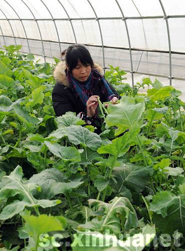 蔬菜大棚幫助青川災區農民走上致富道路