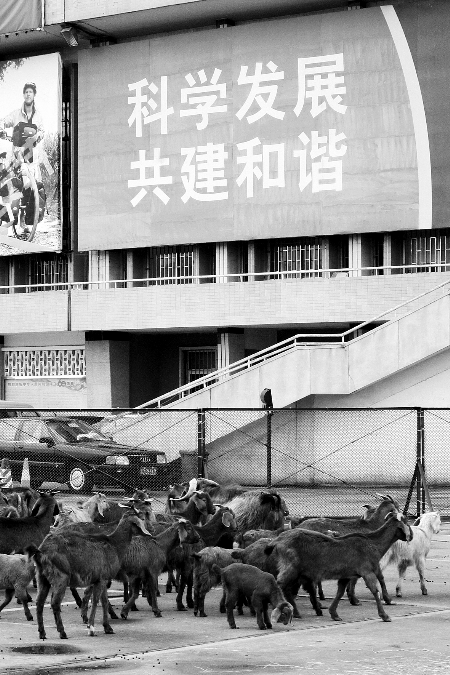 動物園為討地出動猛獸:換數十只羊接班(組圖)