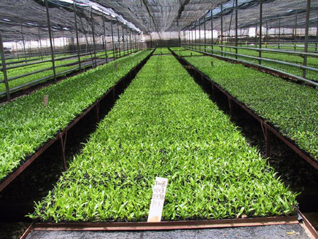 云南花卉熱銷海外市場(chǎng) 出口量和出口額同比增長51.5%、11.7%