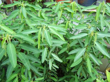 走進版納奇花異木園