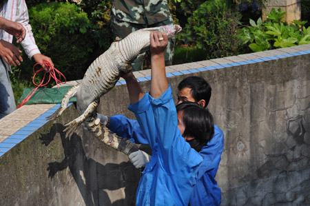 昆明武警森林支隊(duì)安寧大隊(duì)解救鱷魚 移交動(dòng)物收容中心(圖)