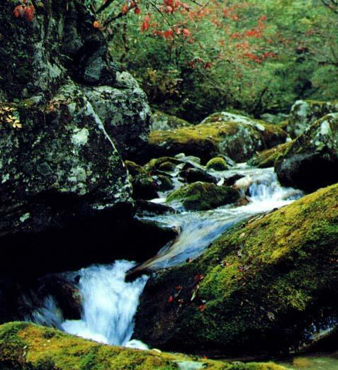 臥龍自然保護(hù)區(qū)