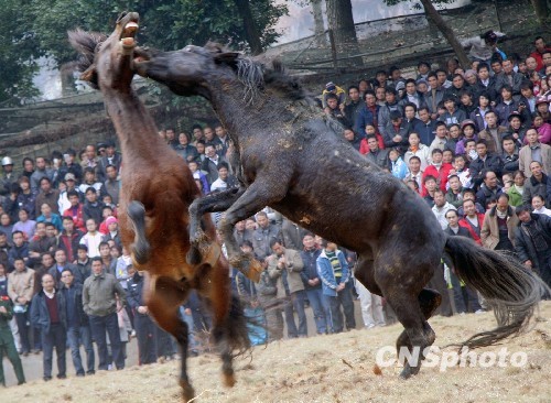 廣西融水萬(wàn)人歡度斗馬節(jié)