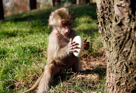 云南野生動(dòng)物園:狒狒馬來(lái)熊玩尋蛋游戲