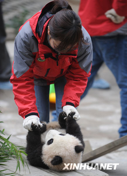臥龍16只大熊貓寶寶進入幼兒園