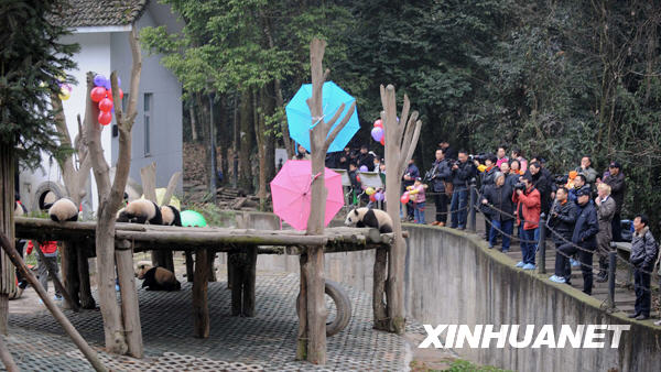 臥龍16只大熊貓寶寶進(jìn)入幼兒園