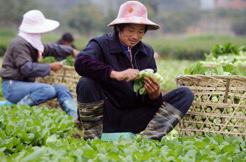 留守外來工福州收菜忙