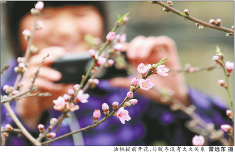 第一次春節賞花:成都龍泉桃花開了