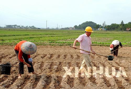 廣西各地群眾積極抗旱搶種