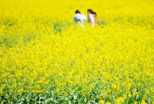 陽春三月 油菜花開