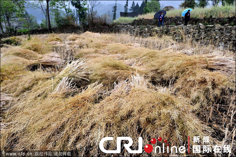 云南遭遇大旱 焦渴無奈地縫覓水(組圖)