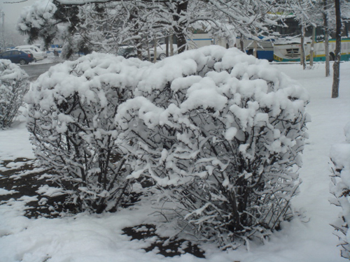 4月16日晨長春普降瑞雪