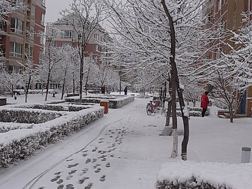 4月16日晨長春普降瑞雪