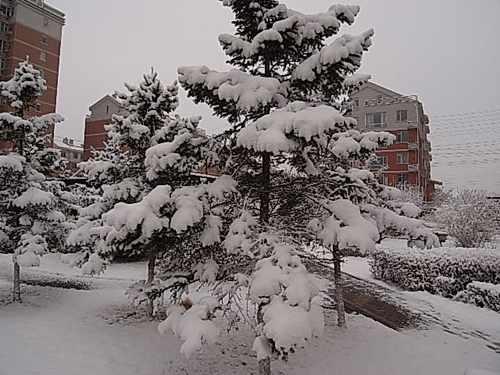 4月16日晨長春普降瑞雪