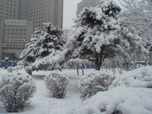 4月16日晨長春普降瑞雪