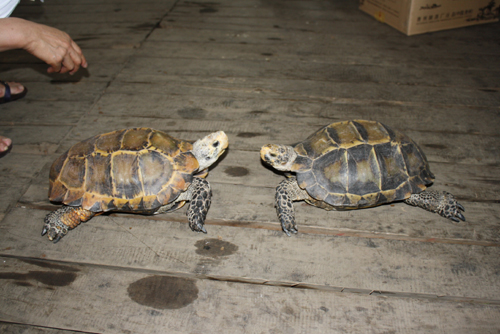 昔日寵物今成負(fù)擔(dān) 凹甲陸龜遷居云南野生動(dòng)物園