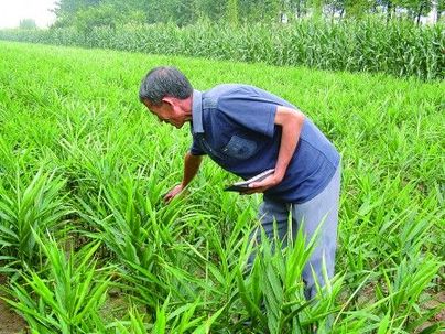山東泰安生姜十余天漲價60% 姜農稱像炒股票(圖)