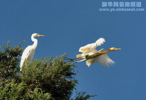 大理綠化環(huán)境白鷺增多