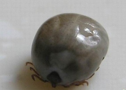 衛(wèi)生部發(fā)布“蜱的特點及預防控制知識”