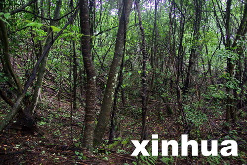 中國(guó)專家擬重新啟動(dòng)神農(nóng)架“野人”科學(xué)考察