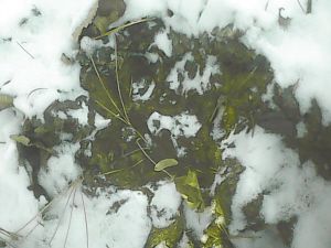 吉林延吉首次發現野生東北虎蹤跡(組圖)