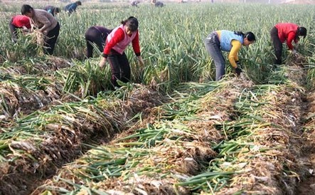山西運(yùn)城“政府價(jià)格調(diào)節(jié)基金基地”蔬菜豐收