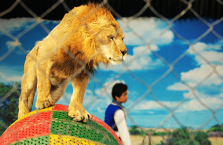 禁止動物表演新規 或影響整個動物園和馴獸行業