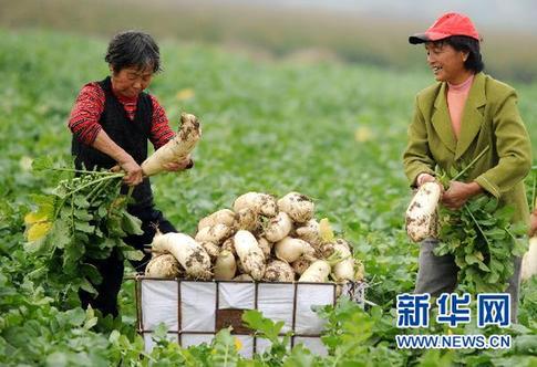 農(nóng)副產(chǎn)品漲價(jià)態(tài)勢(shì)初步遏制 穩(wěn)物價(jià)仍面臨三大難題